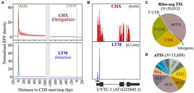 To New Beginnings: Riboproteogenomics Discovery of N-Terminal Proteoforms in Arabidopsis Thaliana